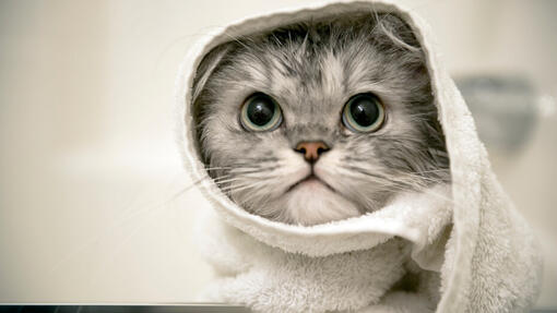 Here s All You Need to Know About Bathing Cats Purina